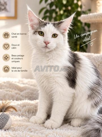 Mâle Maine Coon pedigree - 2