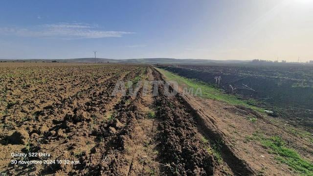 Offre de terrain agricole à vendre Ksar El Kebir