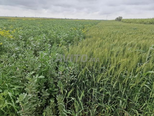 Offre de terrain agricole à vendre Ksar El Kebir