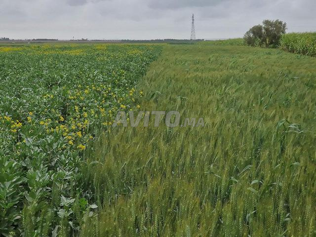 Offre de terrain agricole à vendre Ksar El Kebir