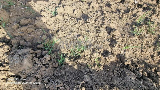 Offre de terrain agricole à vendre Ksar El Kebir - 2