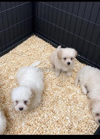 Bichon Havanais
