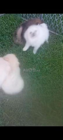 Spitz nains (prix pour un chien) - 2