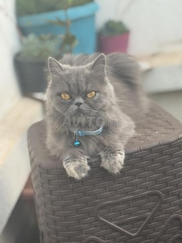Chat Person - 2