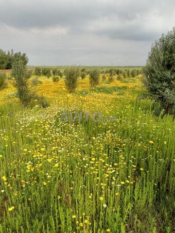 Ferme Sidi Bennour - 2