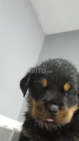 TROIS CHIOTS ROTTWEILER FEMELLES A VENDRE