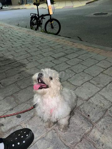 Chien Bichon Maltais - 2