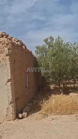 Terrain agricole avec maison traditionnelle. - 2