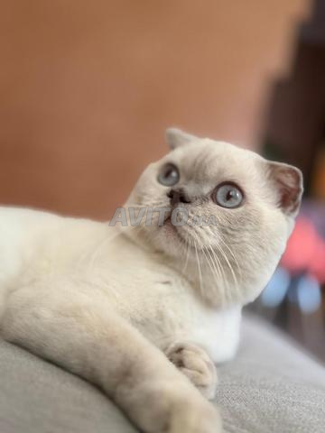 British Shorthair - 2