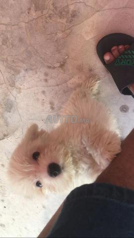 Caniche Bichon Maltais Nain - 2