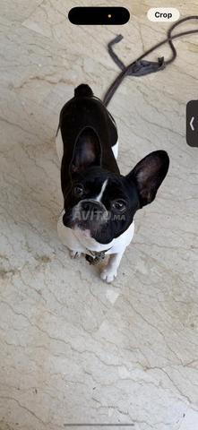 Chien Bouledogue Français - 2
