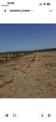Quatre hectares irrigués à vendre - 2