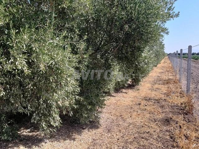 Récolte d'olives à vendre à Sidi Kacem, Zerara, Nahda - 2