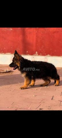 Chiot Berger Allemand - 2