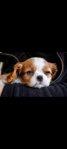 Chiot Cavalier King Charles - 2