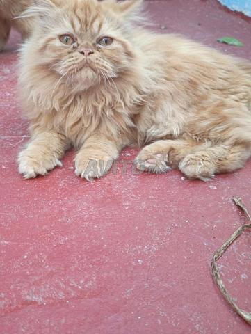 Chatte femelle persane - 2