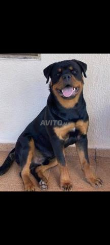 Rottweiler de pure race chiot - 2