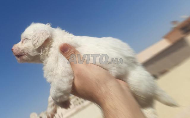 Bichon Caniche - 2