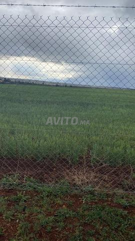 Terrain agricole 8 hectares à vendre Ain Aghbal Hajeb - 2