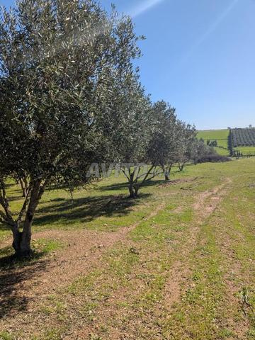 Ait Malek, à 20 min de Sidi Allal El Bahraoui - 2
