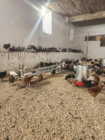 Poulets de races mixtes - 2