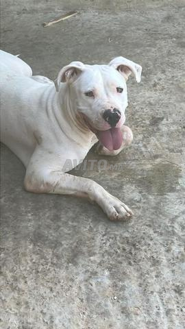 Dogue Argentin - 2