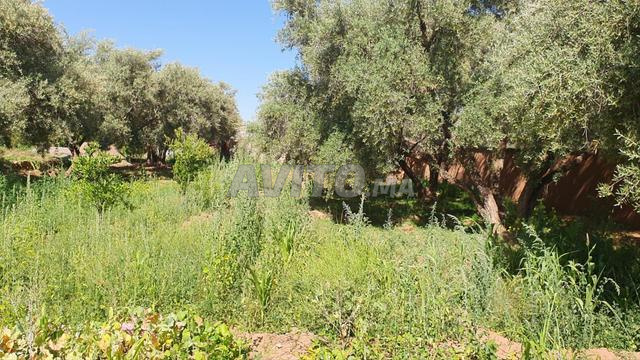 Ferme à vendre Abdellah Guémat - 2