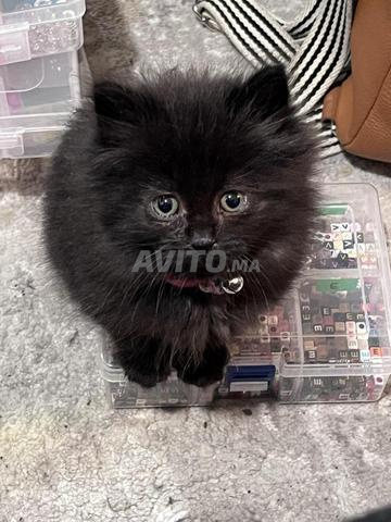 Chaton persan noir - 2