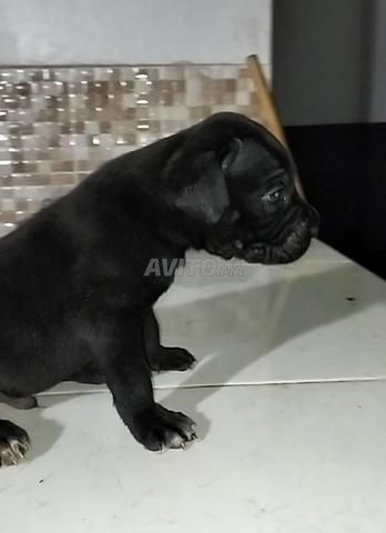 Cane Corso - 2