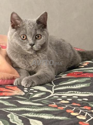 Chatons Scottish Shorthair pure race - 2