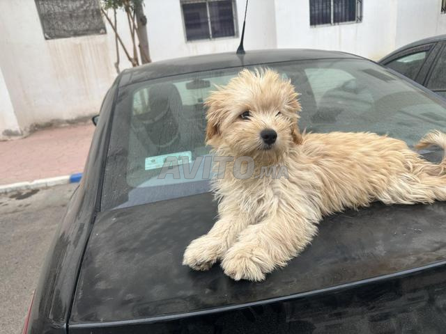 Caniche. Bichon mâle