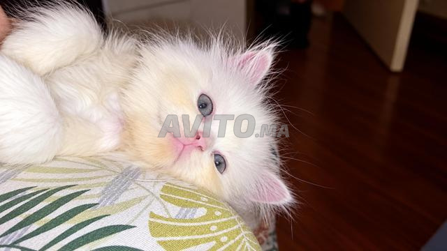 Magnifique Chaton Persan Blanc – Très Adorable 🐾 - 2