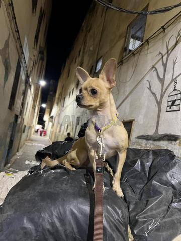 Chihuahua - 2