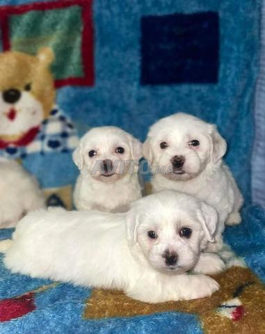 Bichon Maltais - 2
