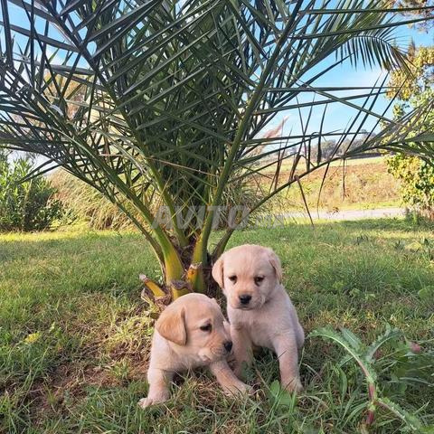 Labrador mâle et femelle - 2