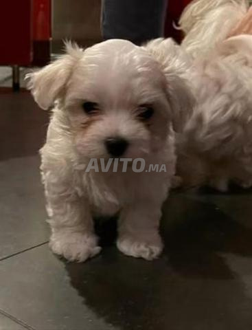Bichon Maltais - 2