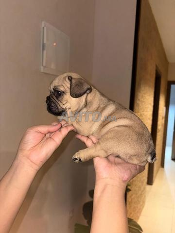 Bulldog fauve - 2