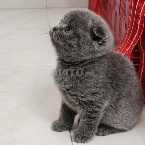 Mâle Scottish Fold - 2