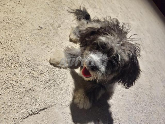 🐶 Bichon à vendre - 2