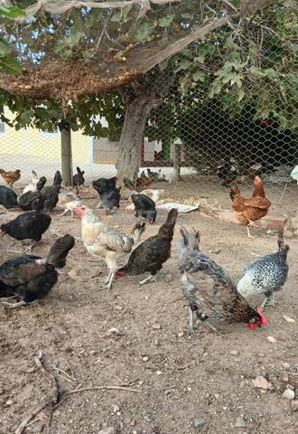 دجاج فيومي وأسترلوب وخلطات سلالات - 2