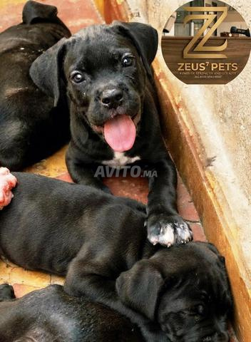 Cane Corso - 2
