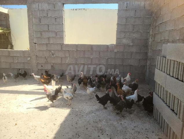 خليط دجاج بلدي بصحة جيدة، تربية منزلية، أهلاً وسهلاً - 2