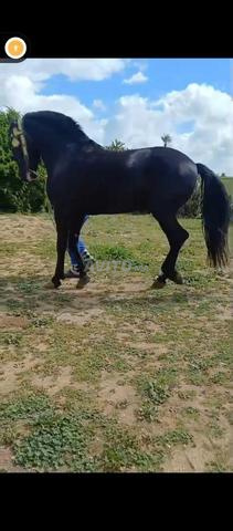 Bon cheval arabe-barbe... - 2