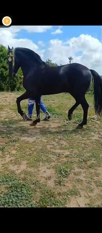 Bon cheval arabe-barbe...