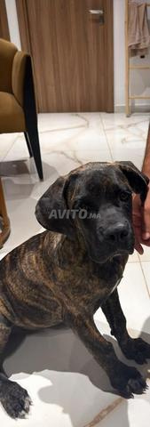 Femelle Cane Corso