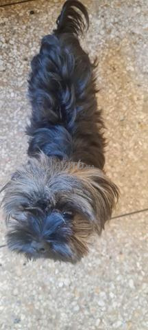 Joli chien Shih Tzu - 2