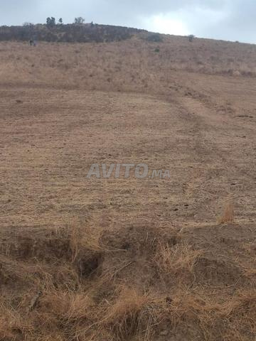 1.5 hectare à 14 millions seulement près de Sidi Bettach - 2