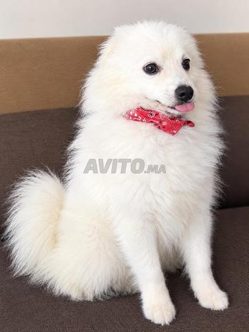 Chien à vendre - 2