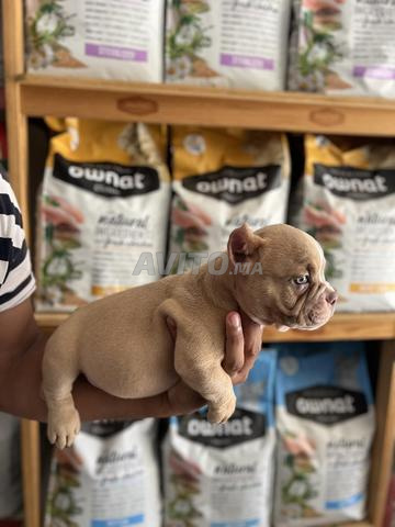 CHIOTS AMERICAN BULLY MICRO - 2