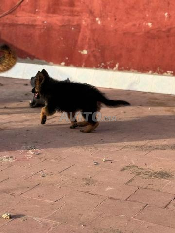 Chiot femelle Berger Allemand - 2